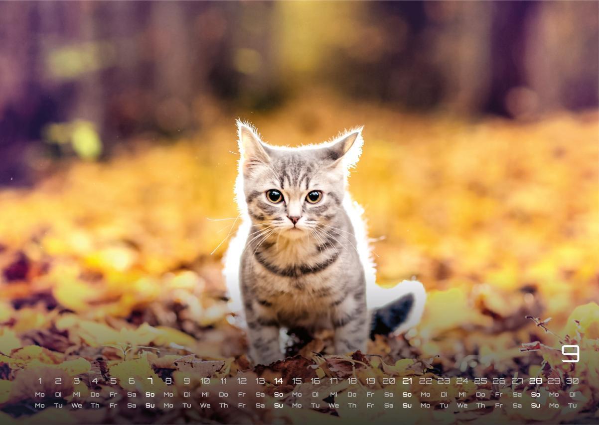 Bild: 9783986733889 | Miau Kids - kleine Tiger ganz groß - Der Katzenkalender - 2025 -...