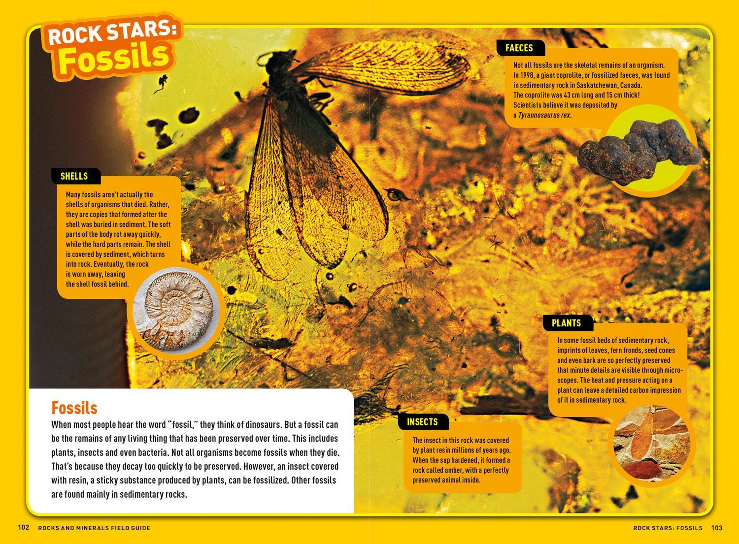 Bild: 9780008321543 | Ultimate Explorer Field Guides Rocks and Minerals | Kids | Taschenbuch