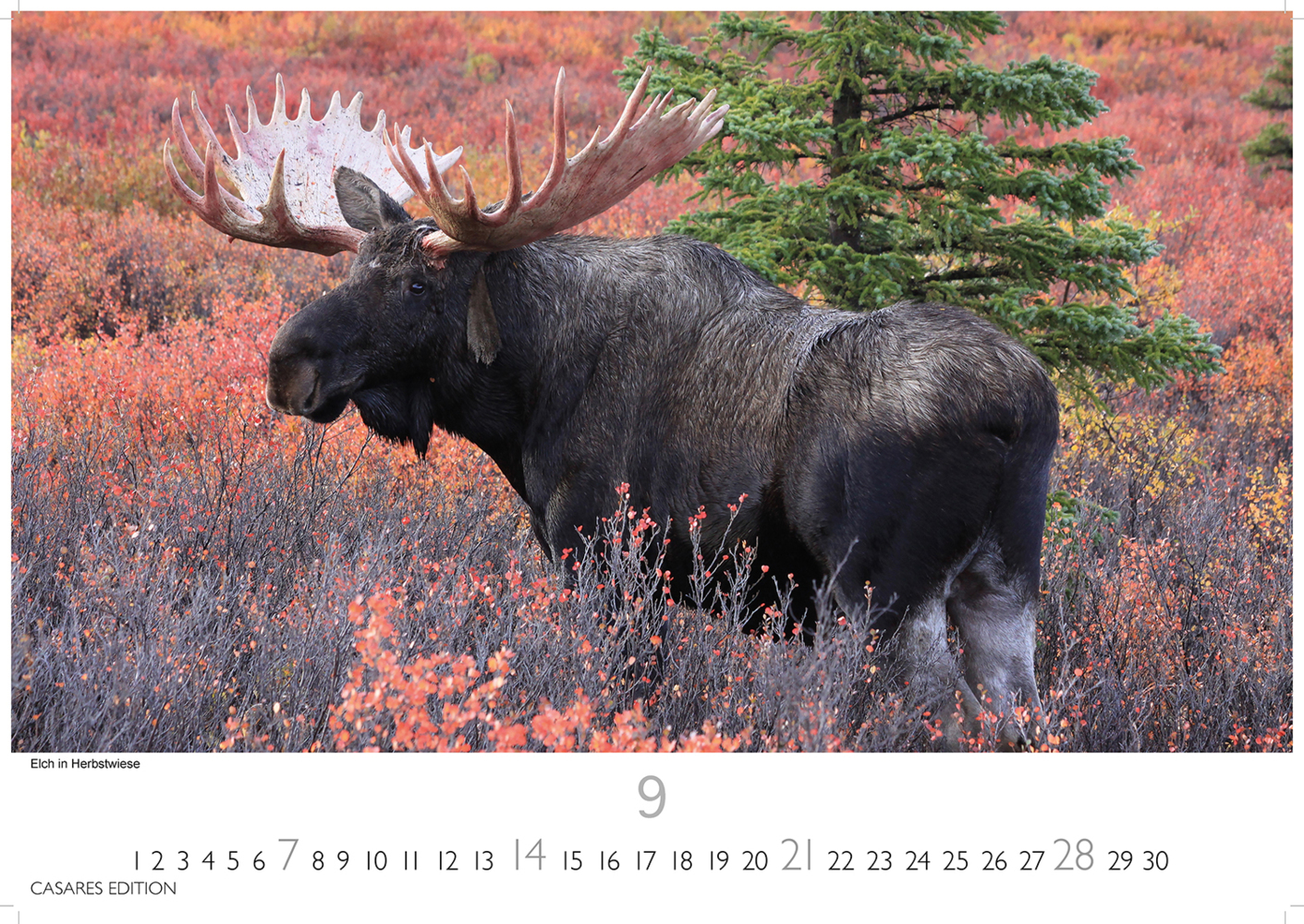 Bild: 9781835242865 | Alaska 2025 L 35x50cm | Kalender | 14 S. | Deutsch | 2025