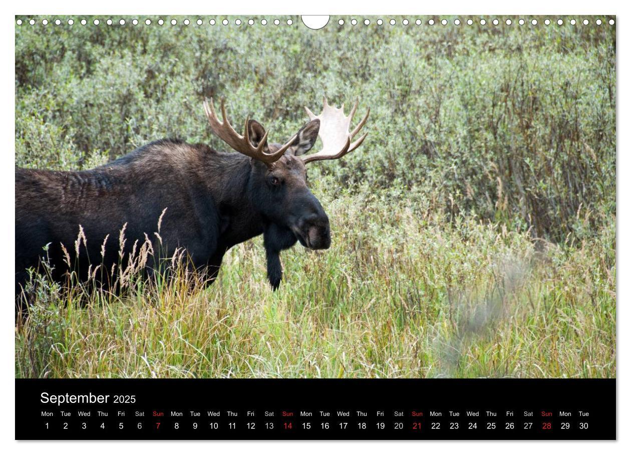 Bild: 9781325991211 | Beautiful Yellowstone and Grand Tetons National Parks (Wall...