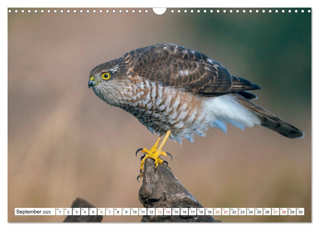 Bild: 9783435111176 | Heimische GREIFVÖGEL Adler Milan Bussard Weihe Sperber...