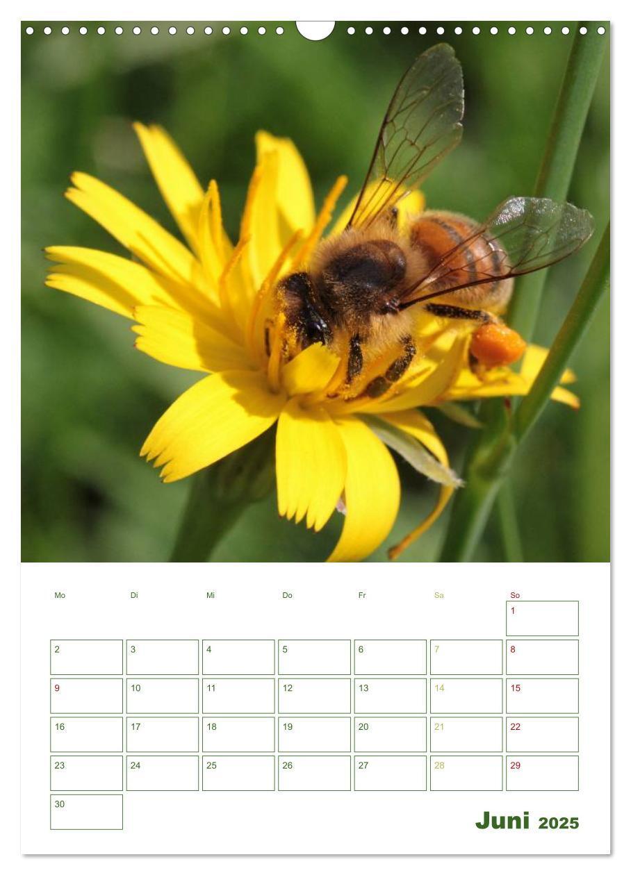 Bild: 9783457030493 | Bienen-Terminplaner 2025 (Wandkalender 2025 DIN A3 hoch), CALVENDO...