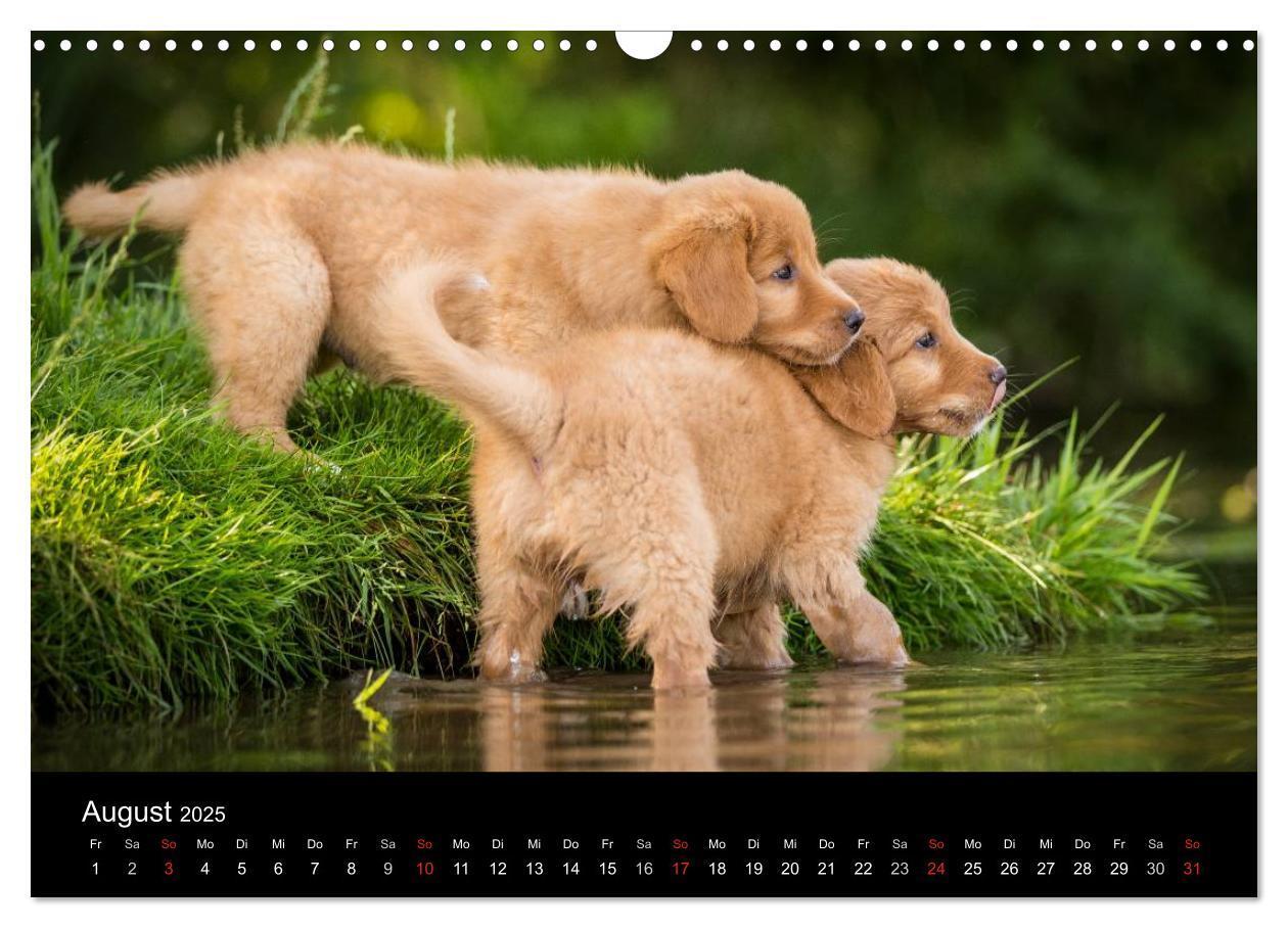 Bild: 9783435629213 | Toller - Nova Scotia Duck Tolling Retriever (Wandkalender 2025 DIN...