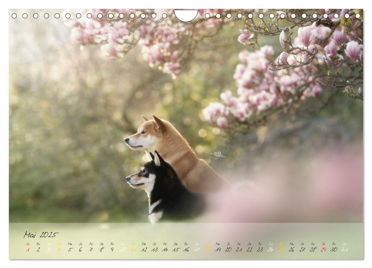 Bild: 9783435051779 | Shiba Inu - mutig, treu, selbstbewusst (Wandkalender 2025 DIN A4...