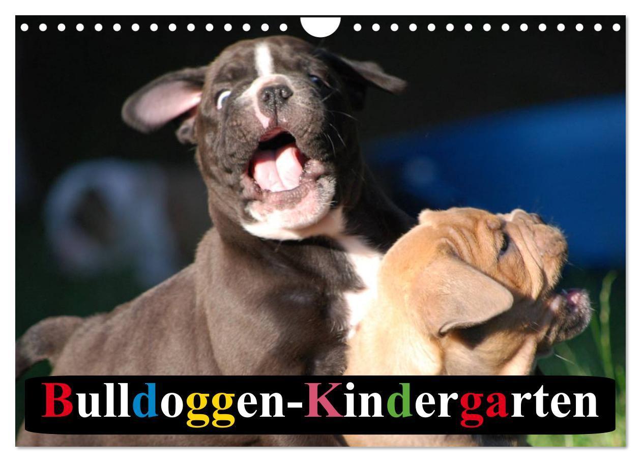 Cover: 9783383518409 | Bulldoggen-Kindergarten (Wandkalender 2024 DIN A4 quer), CALVENDO...
