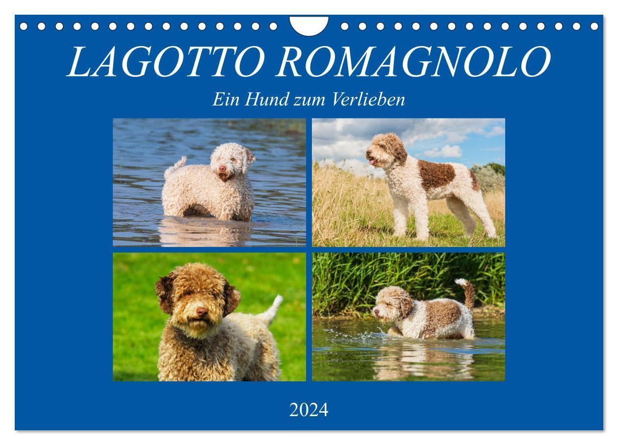 Cover: 9783383100369 | Lagotto Romagnolo - Ein Hund zum Verlieben (Wandkalender 2024 DIN...