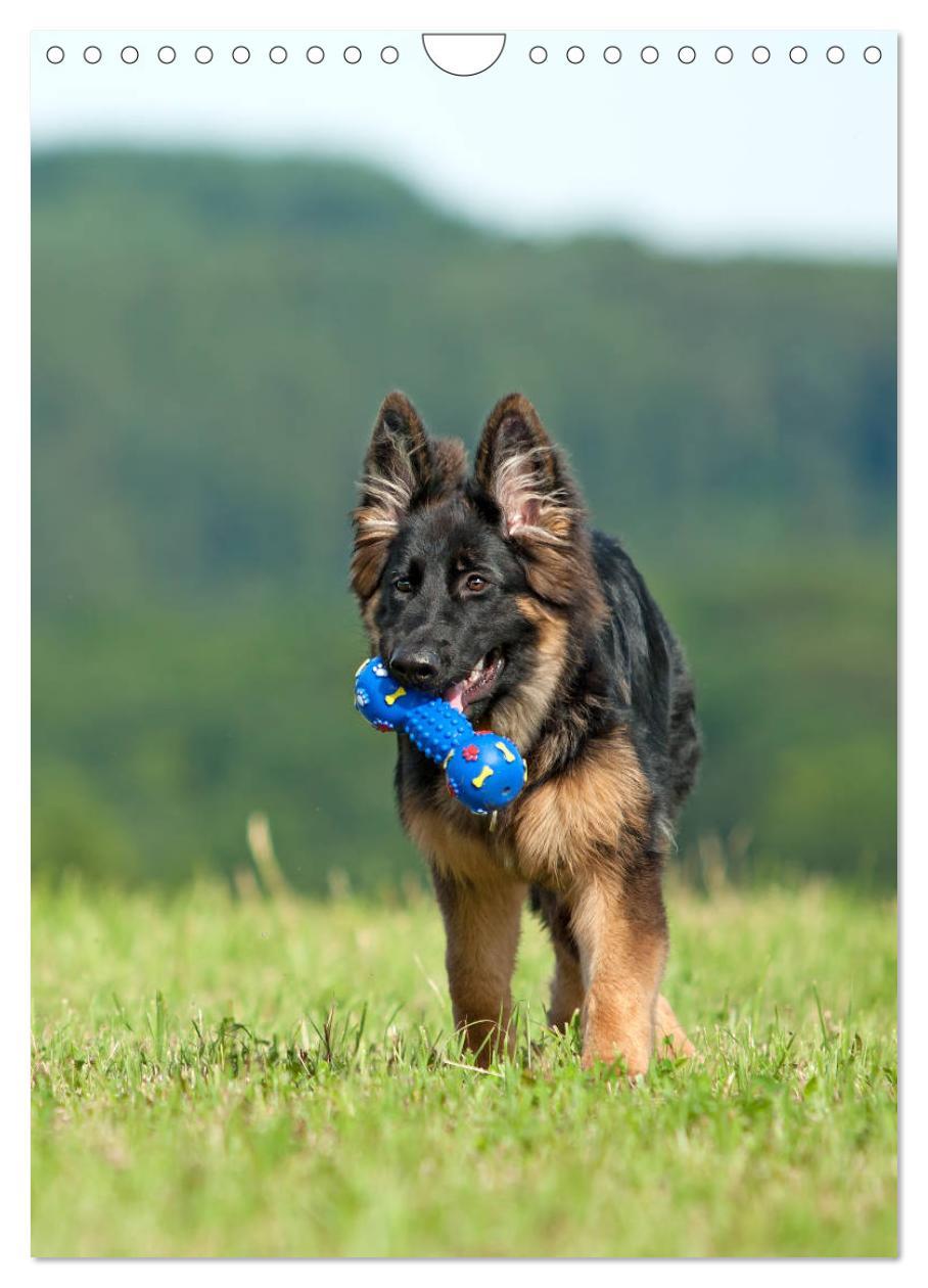 Bild: 9783457001493 | Schäferhunde Langstockhaar zum verlieben (Wandkalender 2025 DIN A4...