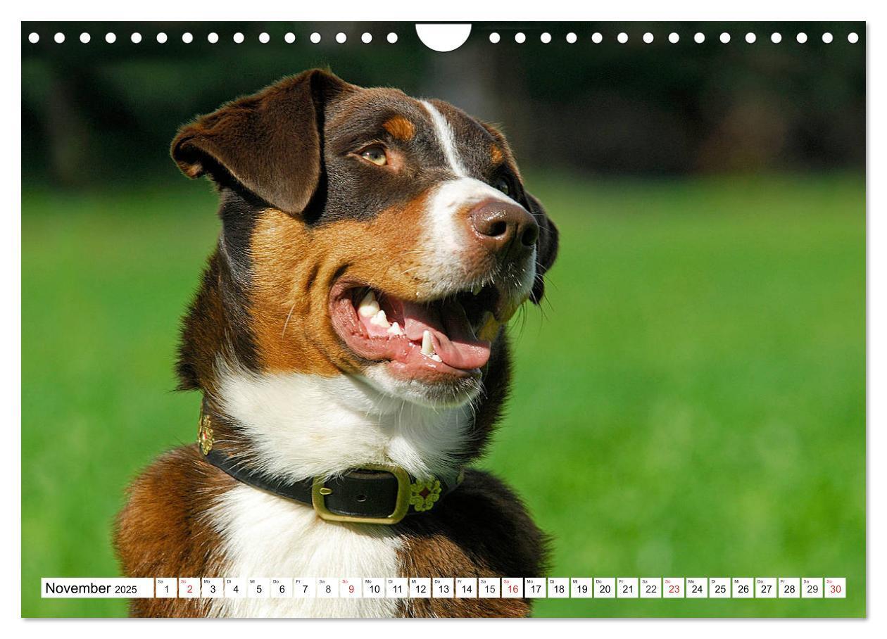 Bild: 9783435112890 | Appenzeller Sennenhund - Ein Schweizer auf 4 Pfoten (Wandkalender...