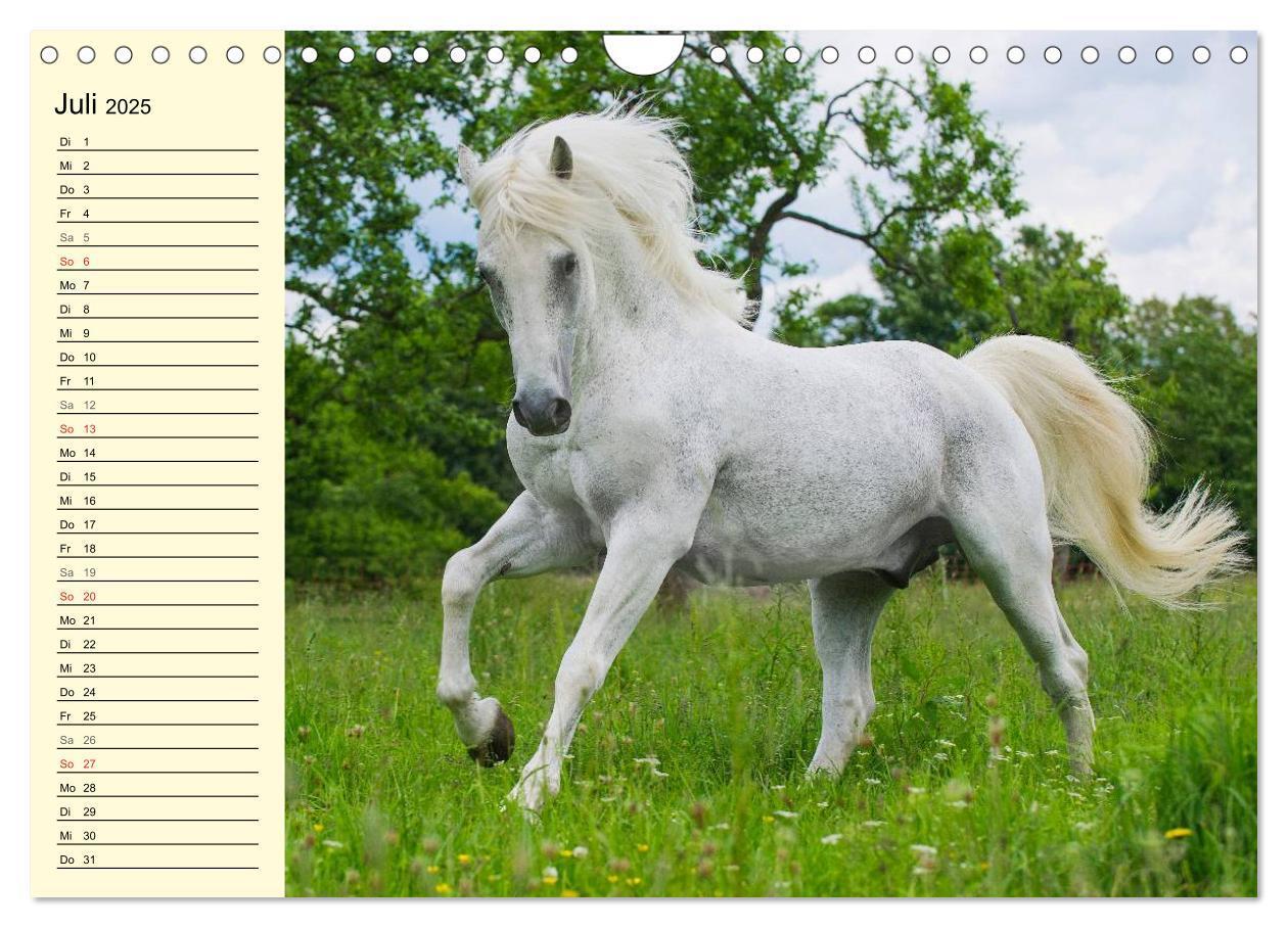 Bild: 9783435545544 | Traumpferd Lipizzaner (Wandkalender 2025 DIN A4 quer), CALVENDO...