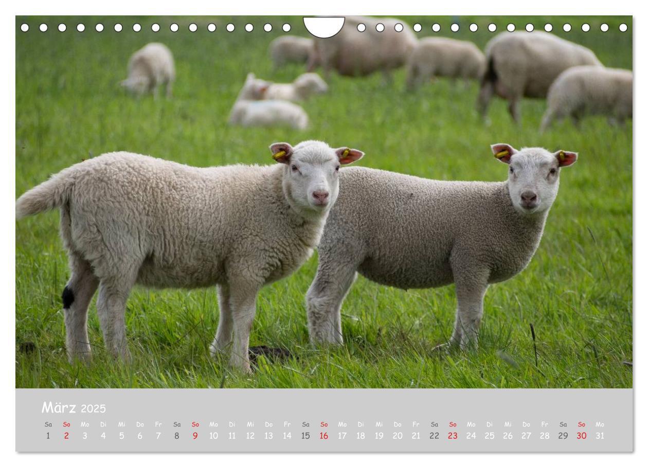 Bild: 9783435524099 | Ganz schön Schaf (Wandkalender 2025 DIN A4 quer), CALVENDO...