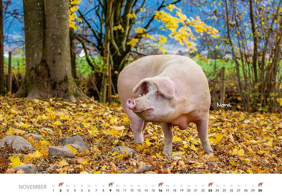 Bild: 9783966648332 | Schweine Kalender 2025 | Der Tierkalender mit den charmanten Namen