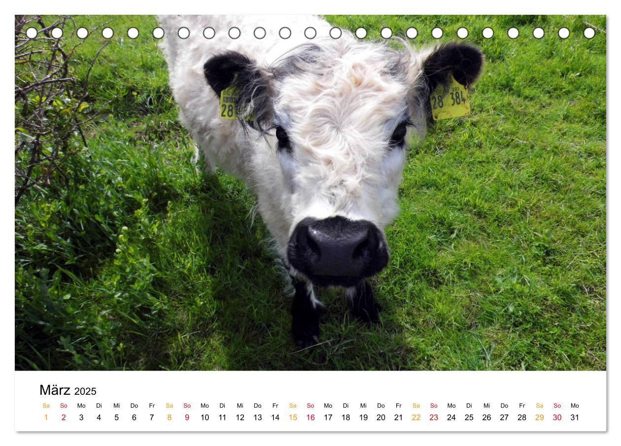 Bild: 9783435402922 | Helgoland Kalender (Tischkalender 2025 DIN A5 quer), CALVENDO...