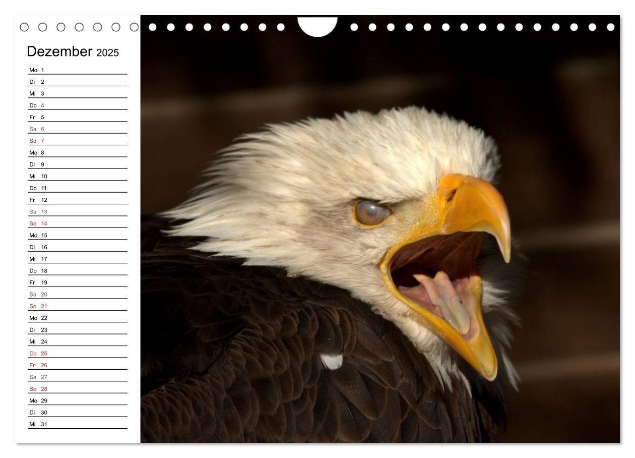 Bild: 9783435533145 | Der Weißkopfseeadler (Wandkalender 2025 DIN A4 quer), CALVENDO...