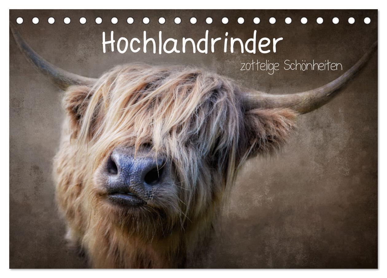 Cover: 9783675986053 | Hochlandrinder - Zottelige Schönheiten (Tischkalender 2024 DIN A5...