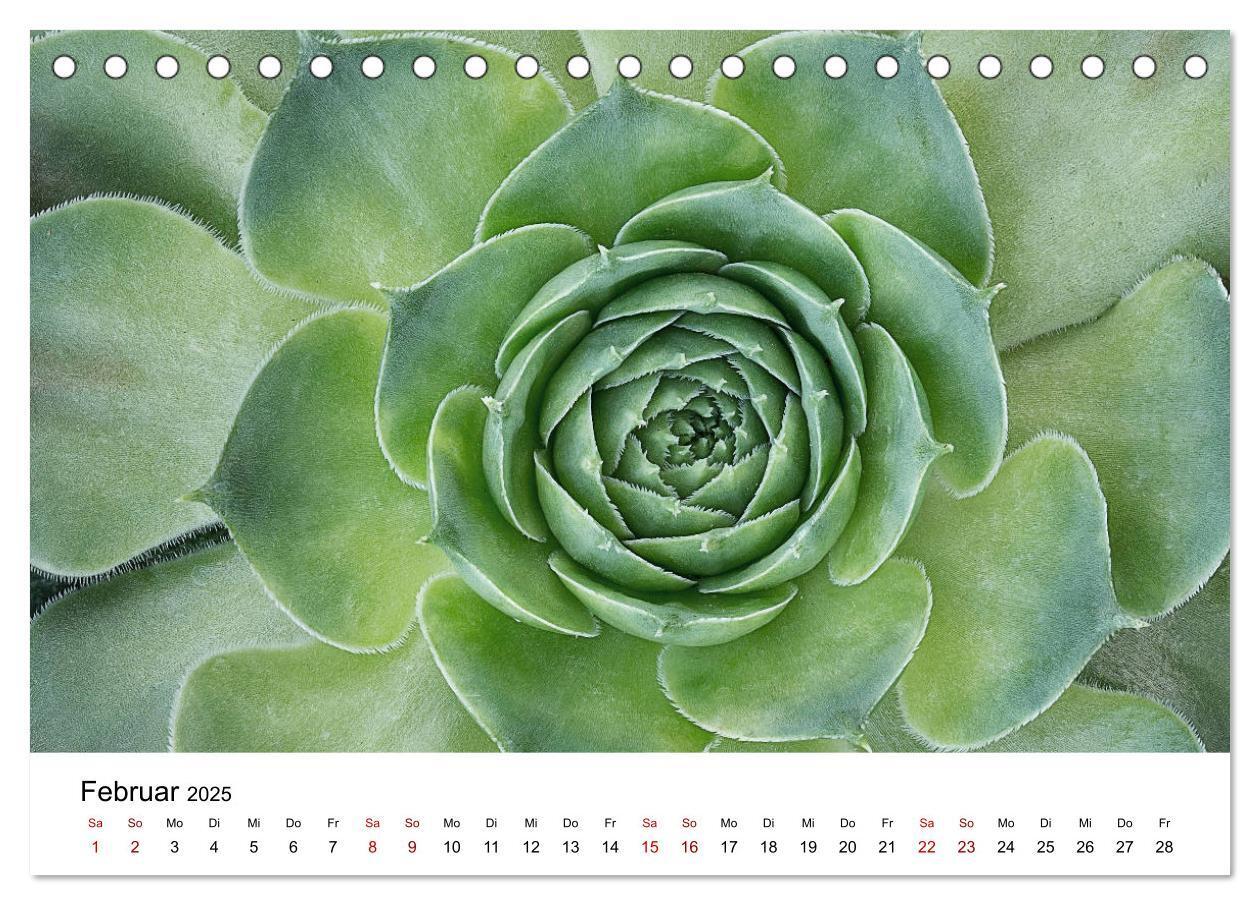 Bild: 9783435290574 | Sukkulenten Galerie (Tischkalender 2025 DIN A5 quer), CALVENDO...