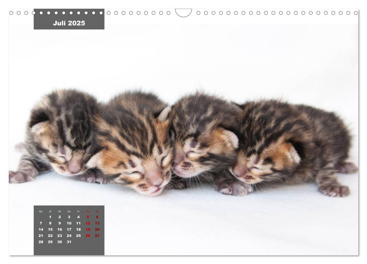 Bild: 9783435408689 | Bengal Kätzchen (Wandkalender 2025 DIN A3 quer), CALVENDO...