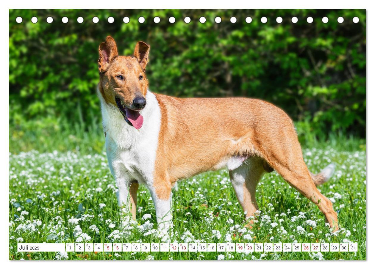 Bild: 9783457153239 | Ein Freund fürs Leben - Smooth Collie (Tischkalender 2025 DIN A5...