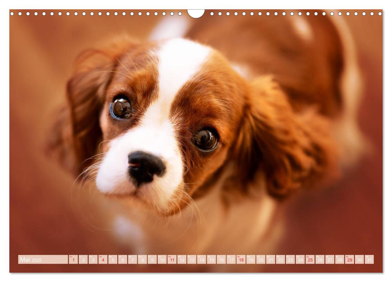 Bild: 9783435179978 | Der Welpenkalender - Cavalier King Charles Spaniel (Wandkalender...