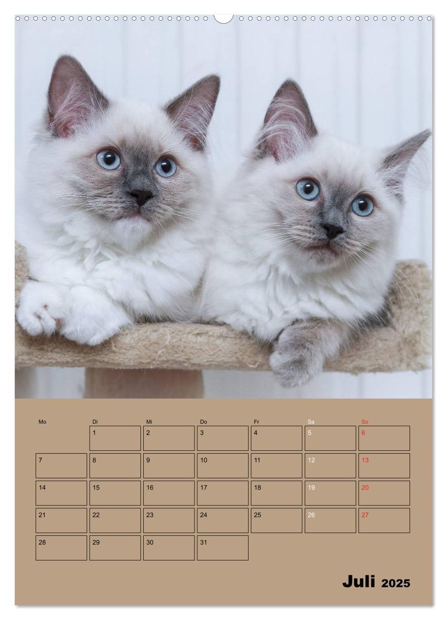 Bild: 9783457012505 | Ragdolls zum Verlieben (Wandkalender 2025 DIN A2 hoch), CALVENDO...