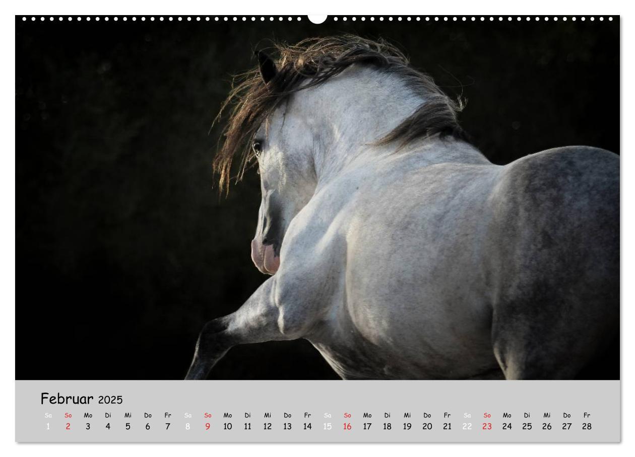 Bild: 9783435563074 | Pferde - Anmut und Stärke gepaart mit Magie (Wandkalender 2025 DIN...