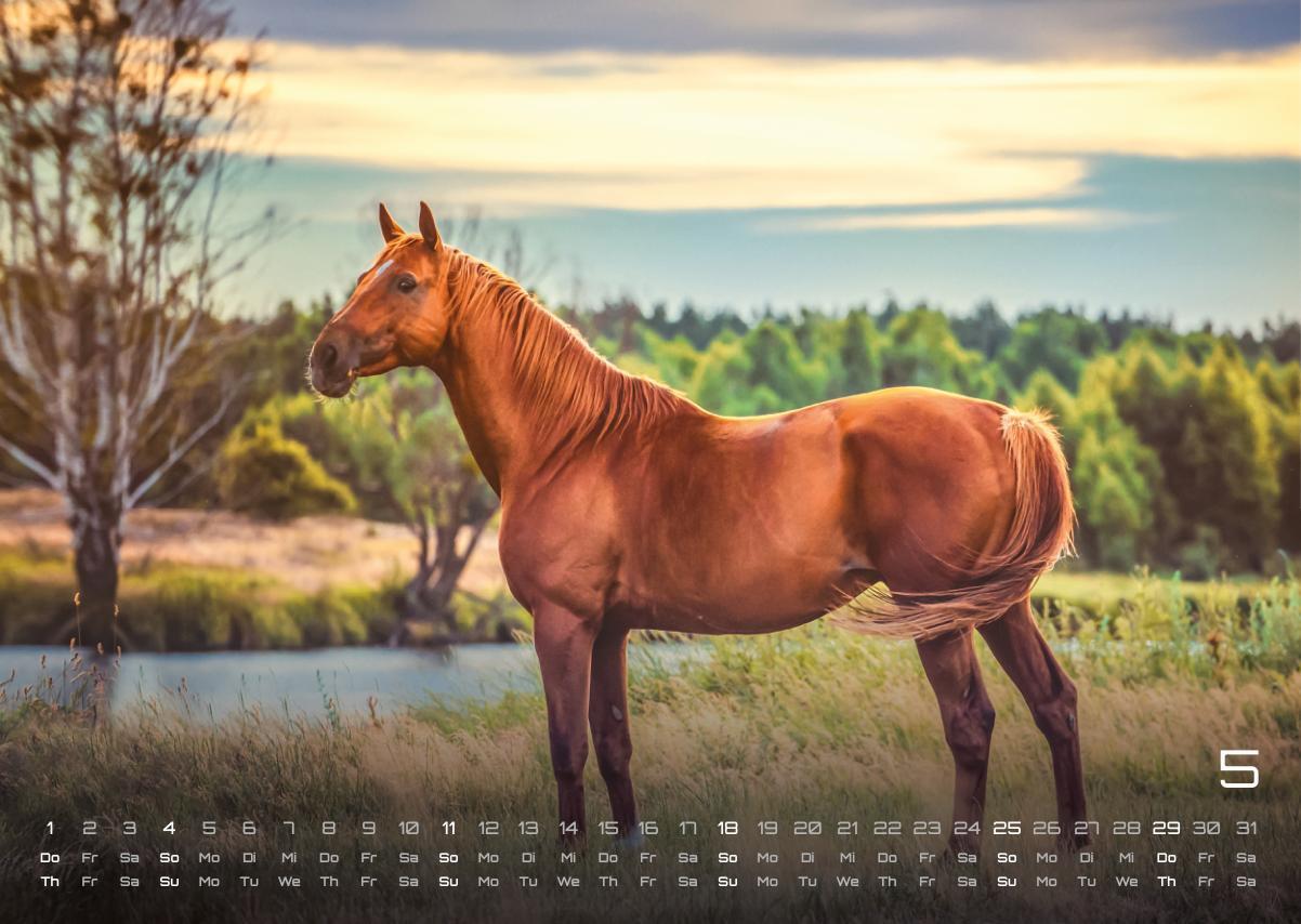 Bild: 9783986734053 | Pferdegeflüster - Der Pferdekalender - 2025 - Kalender DIN A3 | 15 S.