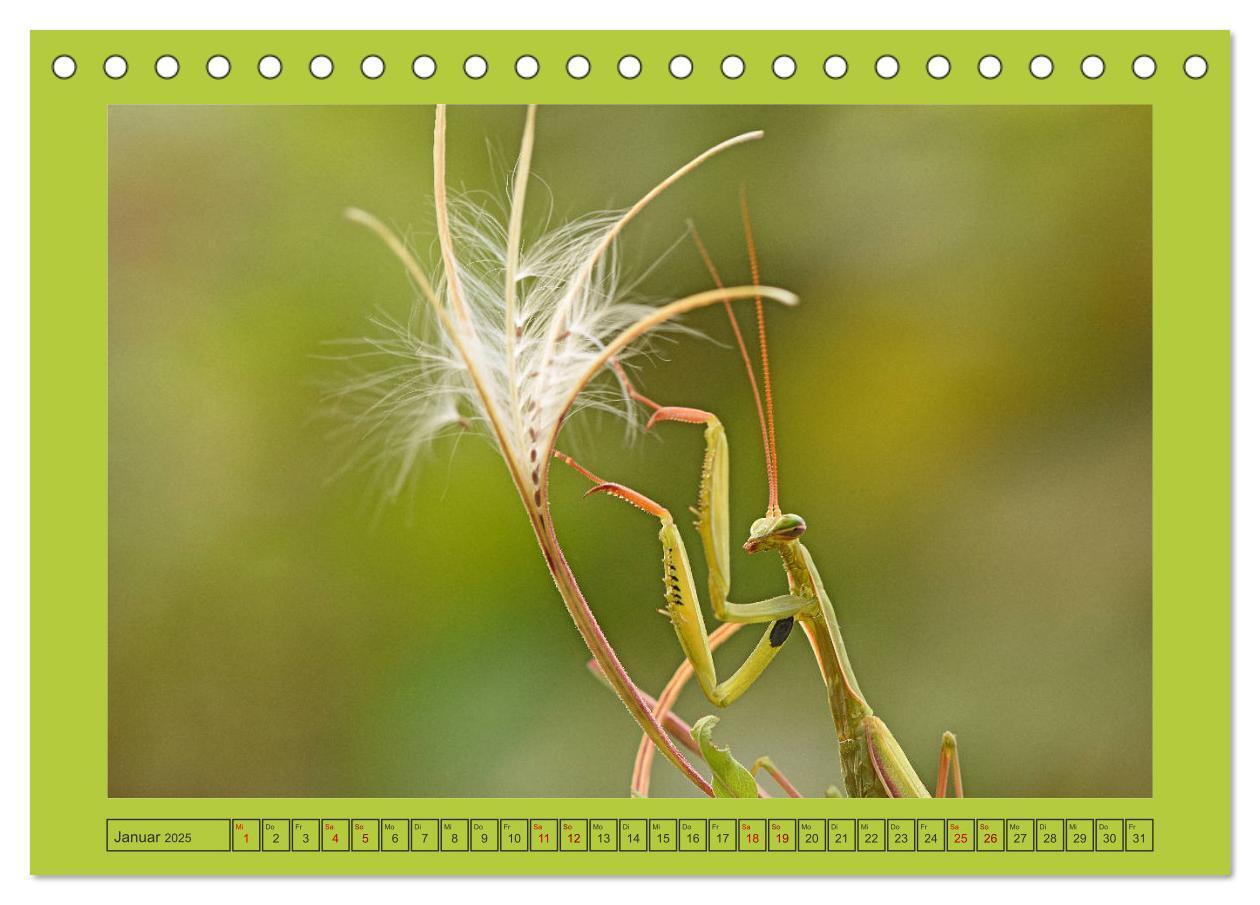 Bild: 9783435149483 | Die Gottesanbeterin Mantis Religiosa (Tischkalender 2025 DIN A5...