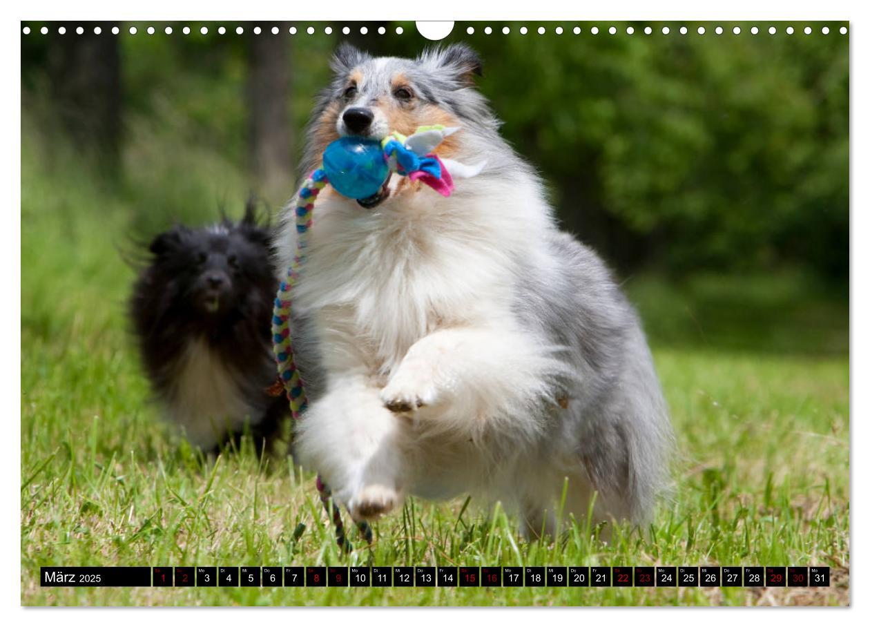 Bild: 9783435409686 | Shetland Sheepdogs - Kleine Charmeure (Wandkalender 2025 DIN A3...