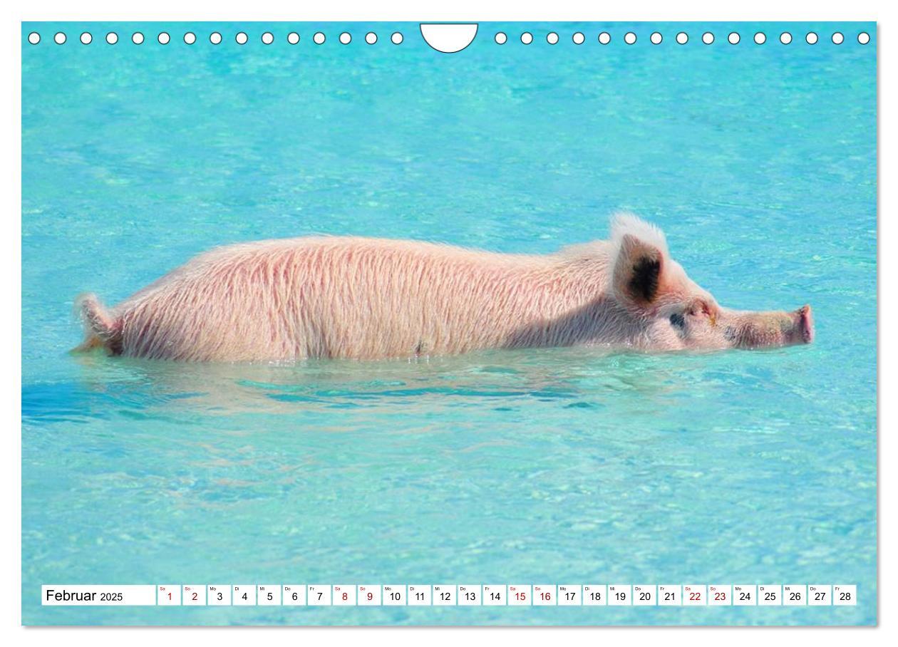 Bild: 9783435421459 | Schweine im Dauerurlaub auf den Bahamas! (Wandkalender 2025 DIN A4...