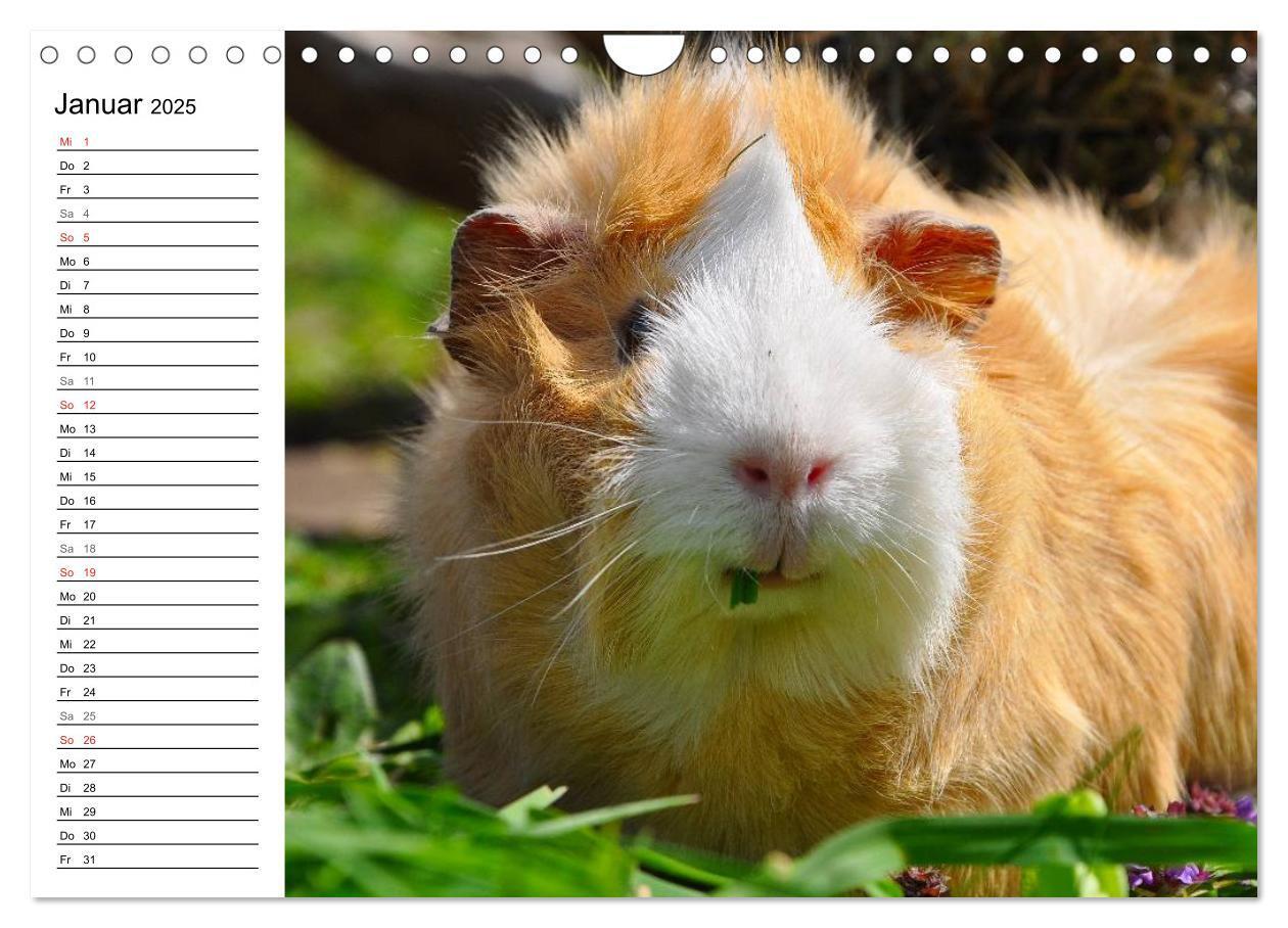 Bild: 9783435719686 | Meerschweinchen Niedliche Herzensbrecher (Wandkalender 2025 DIN A4...