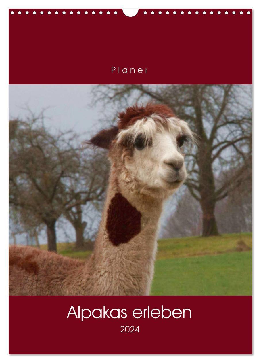 Cover: 9783675879003 | Alpakas erleben (Wandkalender 2024 DIN A3 hoch), CALVENDO...