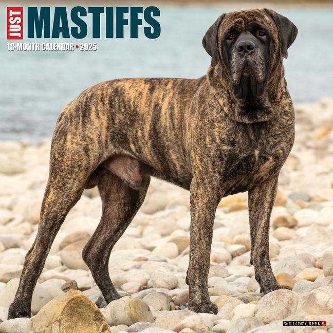 Cover: 9781549243851 | Just Mastiffs 2025 12 X 12 Wall Calendar | Willow Creek Press | 2025