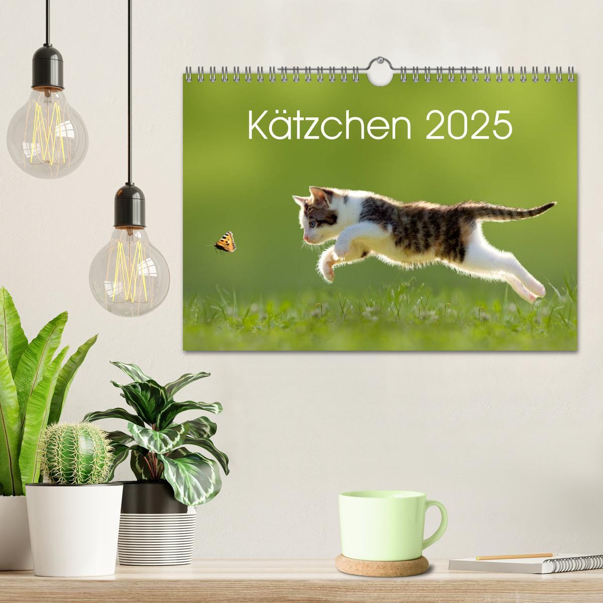 Bild: 9783435642366 | Kätzchen 2025 (Wandkalender 2025 DIN A4 quer), CALVENDO Monatskalender