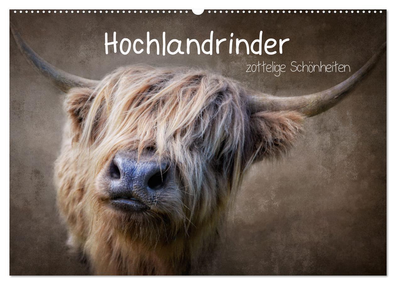 Cover: 9783383682100 | Hochlandrinder - Zottelige Schönheiten (Wandkalender 2024 DIN A2...