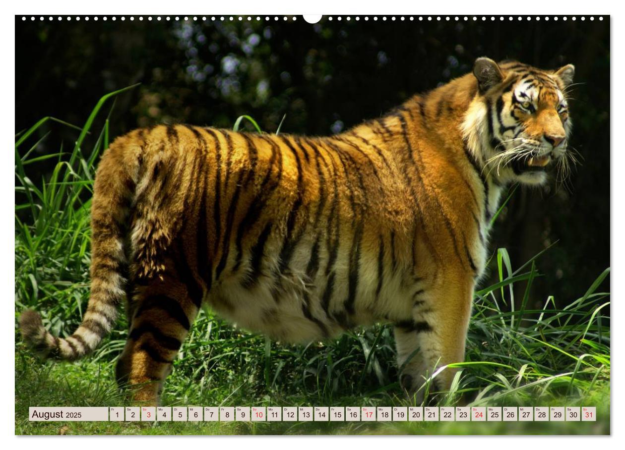 Bild: 9783435738168 | Tiger. Gestreift, wild u. schön (Wandkalender 2025 DIN A2 quer),...