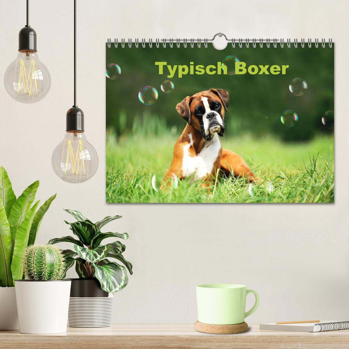 Bild: 9783435340507 | Typisch Boxer (Wandkalender 2025 DIN A4 quer), CALVENDO Monatskalender