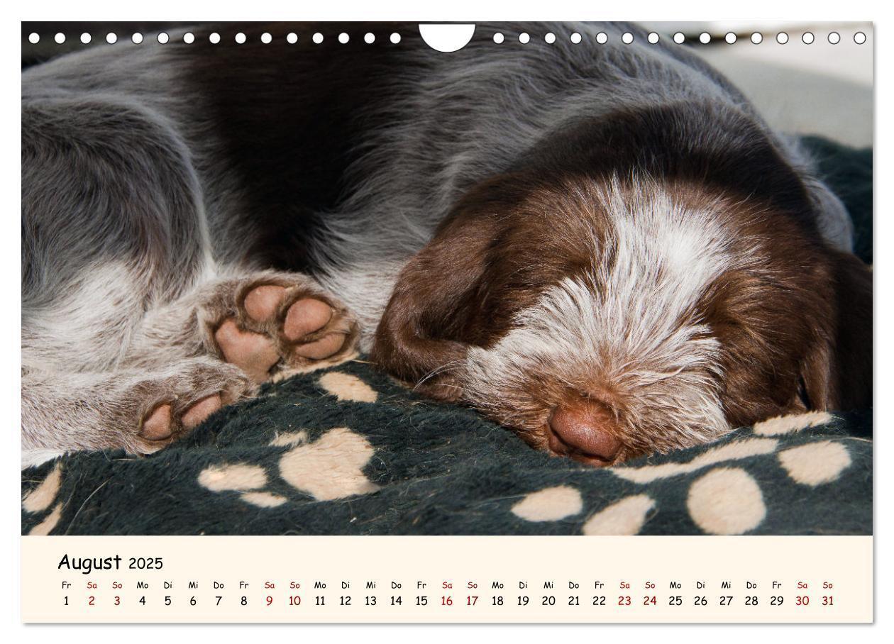 Bild: 9783435054275 | Spinone Italiano Welpen - Kleine Clowns (Wandkalender 2025 DIN A4...