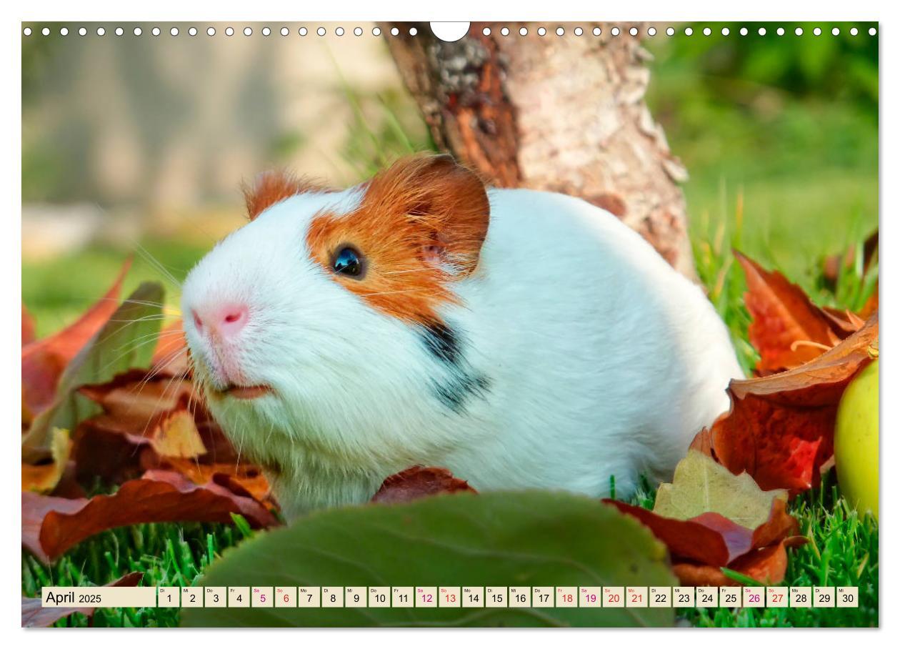 Bild: 9783435364930 | Meerschweinchen - so süß (Wandkalender 2025 DIN A3 quer), CALVENDO...