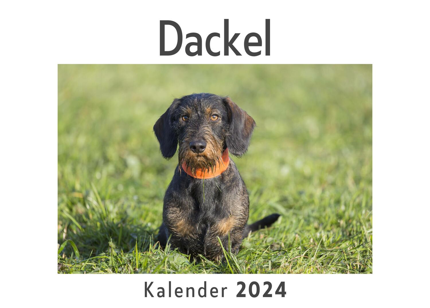 Cover: 9783750557505 | Dackel (Wandkalender 2024, Kalender DIN A4 quer, Monatskalender im...
