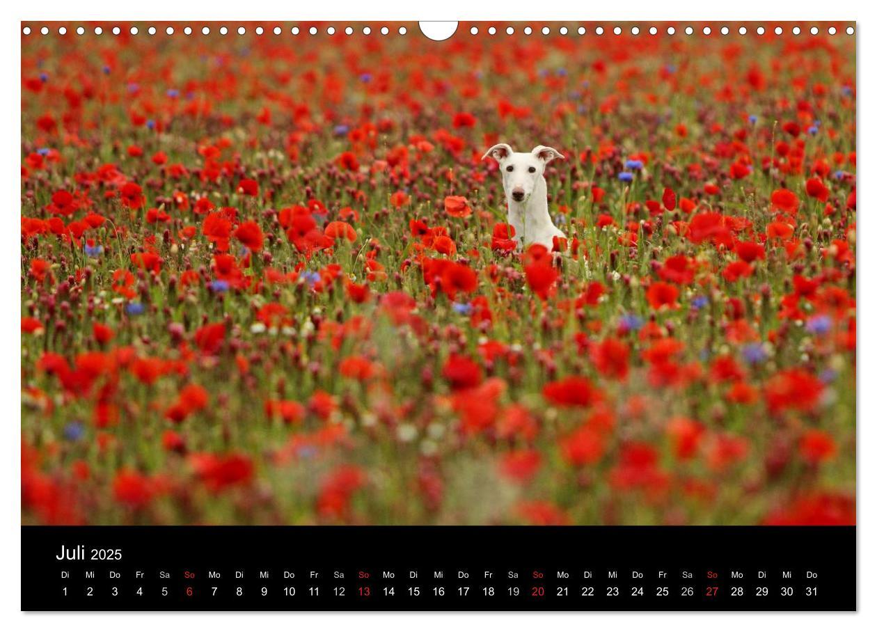 Bild: 9783435775583 | Der Windhundekalender (Wandkalender 2025 DIN A3 quer), CALVENDO...