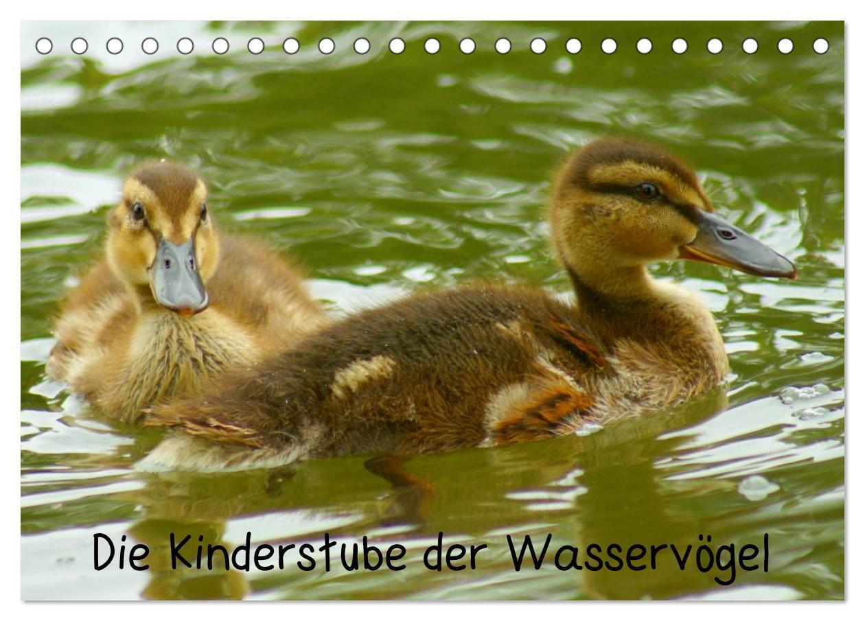 Cover: 9783435827824 | Die Kinderstube der Wasservögel (Tischkalender 2025 DIN A5 quer),...