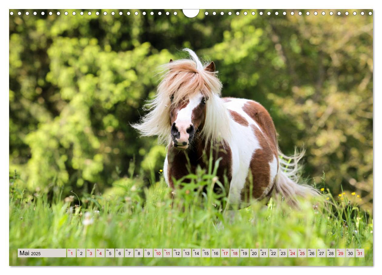 Bild: 9783435367023 | Ponys, die starken Persönlichkeiten (Wandkalender 2025 DIN A3...