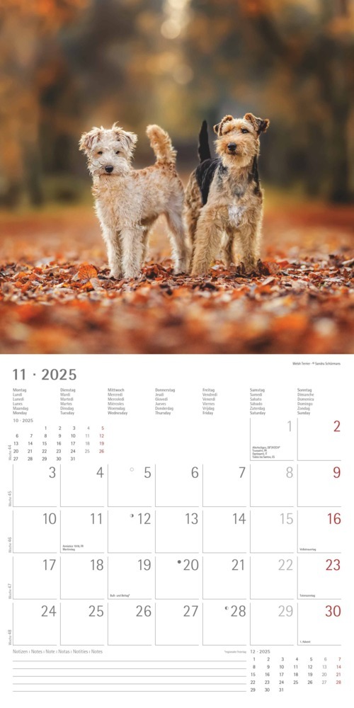 Bild: 4251732340667 | Alpha Edition - Welpen 2025 Broschürenkalender, 30x30cm,...