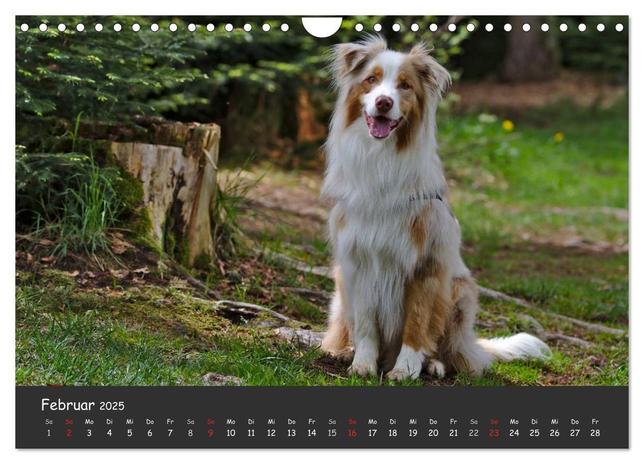 Bild: 9783435582686 | Australian Shepherd - Augenblicke (Wandkalender 2025 DIN A4 quer),...