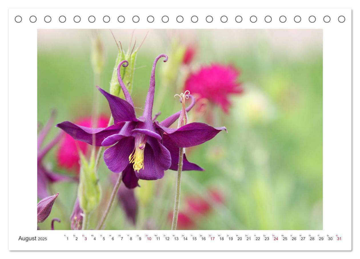 Bild: 9783435329168 | Akeleien im Garten (Tischkalender 2025 DIN A5 quer), CALVENDO...