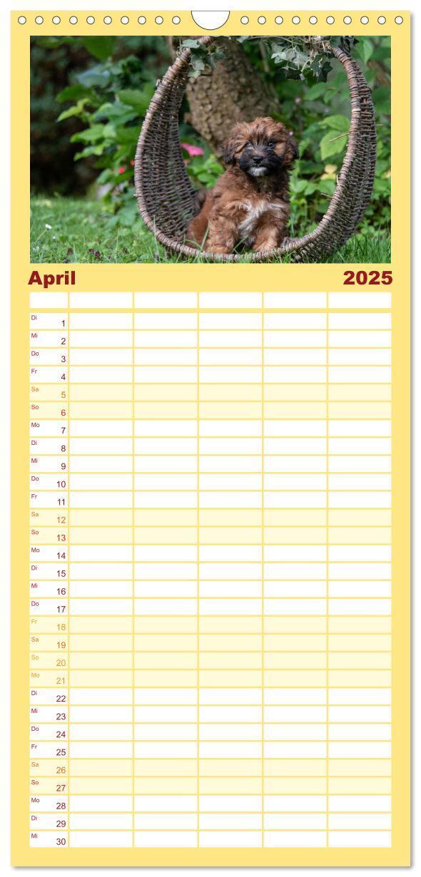 Bild: 9783457102107 | Familienplaner 2025 - Maltipoo Welpen mit 5 Spalten (Wandkalender,...