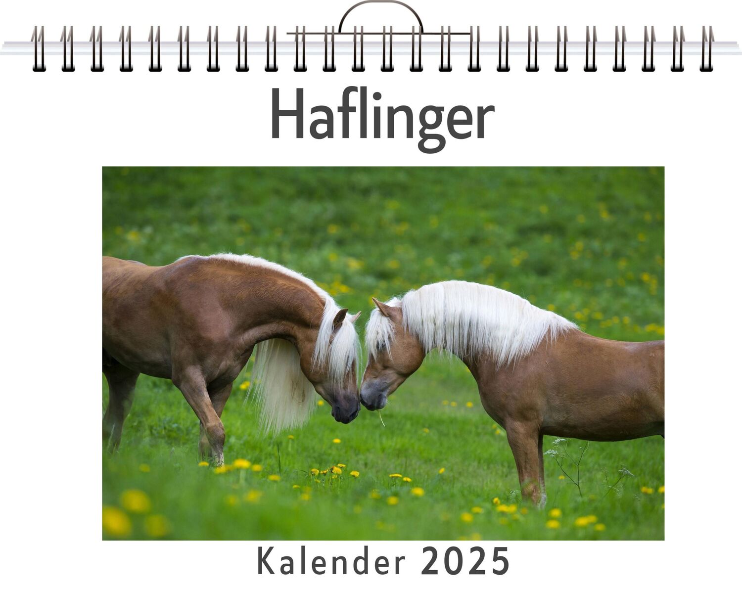 Cover: 9783759132215 | Haflinger | Luca Peters | Kalender | Kalender | 14 S. | Deutsch