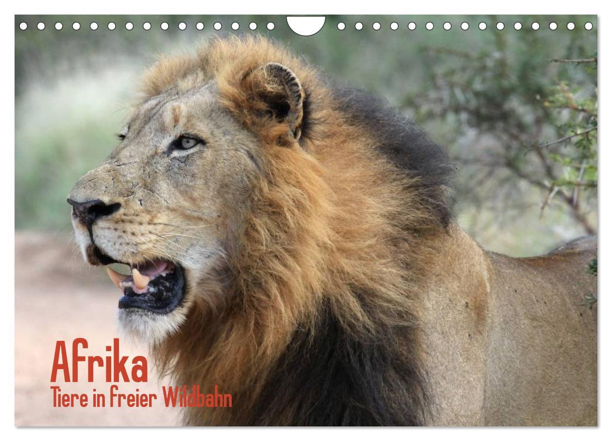 Cover: 9783435494118 | Afrika. Tiere in freier Wildbahn (Wandkalender 2025 DIN A4 quer),...