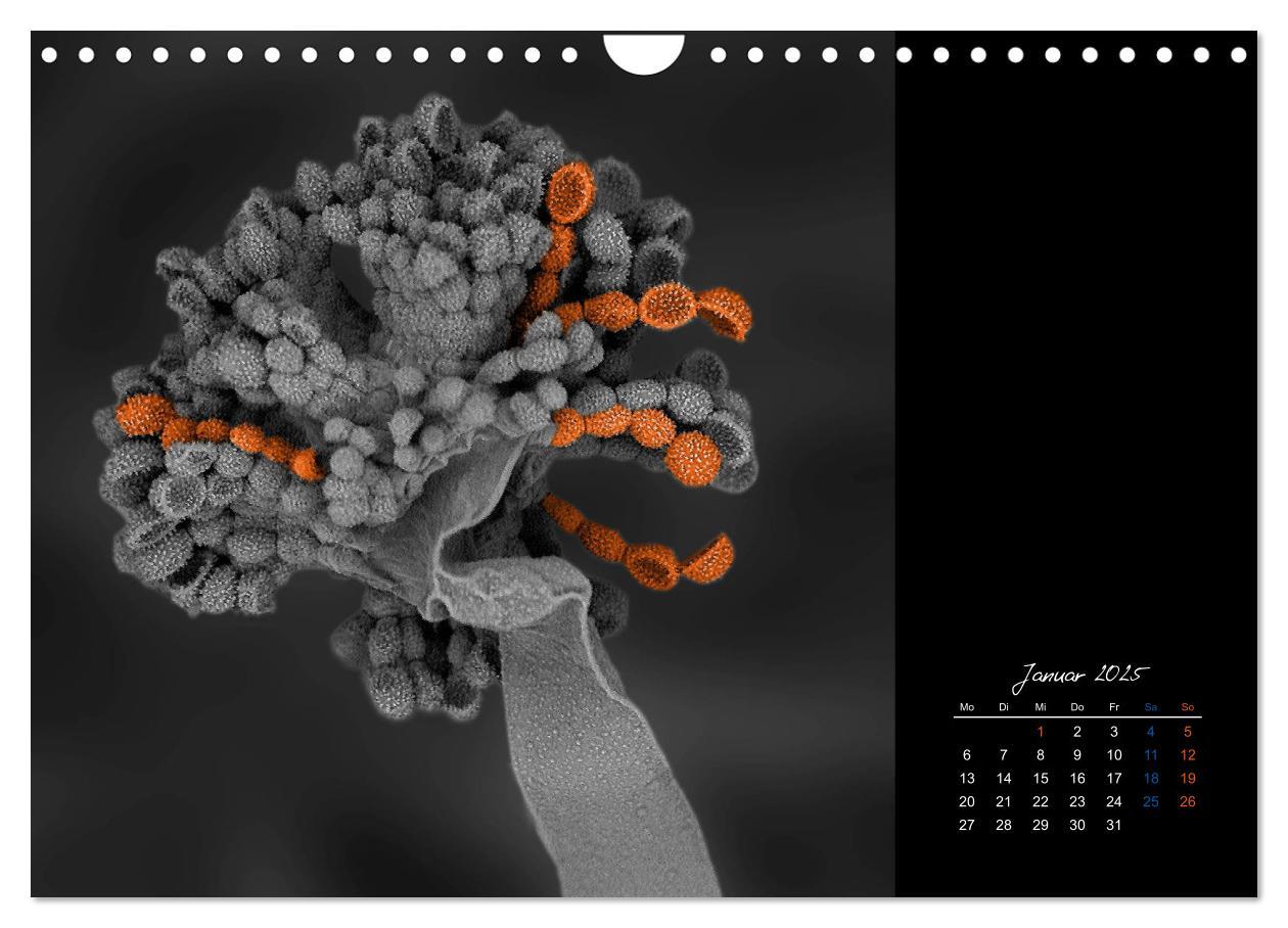 Bild: 9783435338344 | strucTEMs Mikrowelt - Winzige Nachbarn ganz groß (Wandkalender 2025...