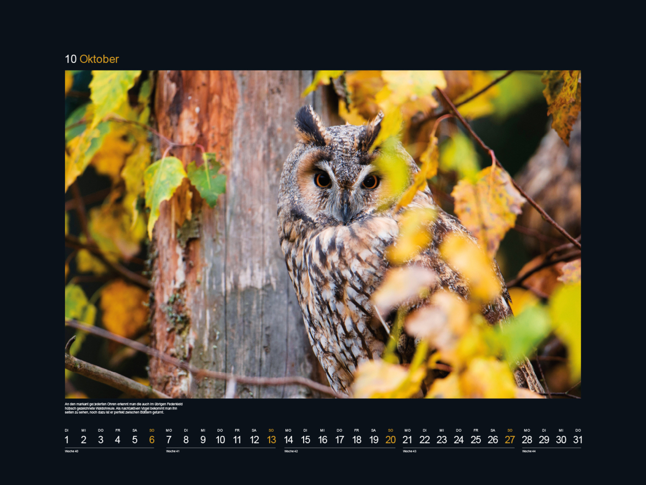 Bild: 9783965912670 | Safari Europa - KUNTH Wandkalender 2024 | Kalender | 14 S. | Deutsch