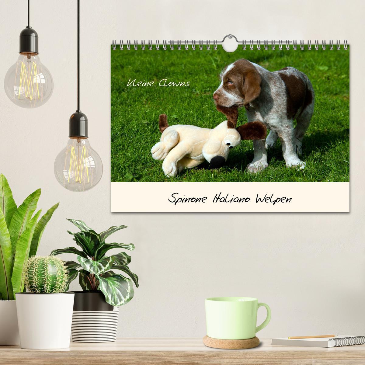 Bild: 9783435054275 | Spinone Italiano Welpen - Kleine Clowns (Wandkalender 2025 DIN A4...